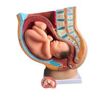 Ryanong Human Female Pelvic Section Pregnancy Anatomical Model 4-Parts Nine Months Baby Fetus Life Size with Removable Organs for Medical