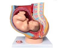 Ryanong Human Female Pelvic Section Pregnancy Anatomical Model 9 Months Baby Fetus Life Size with Removable Organs 4-Parts Medical Pregnant