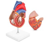 Ryanong Human Heart Model Anatomically Accurate Numbered 2-Part Life Size Medical with 34 Anatomical Structures Held Together with Magnets on Base 1:1(1:01)