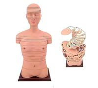 Ryanong Human Torso and Brain Cross-sectional Anatomy Model, Imaging Teaching Model with Digital Identification, 24th Floor in Total, Human Thoracic Model, CT, MRI Cross-Sectional Model.