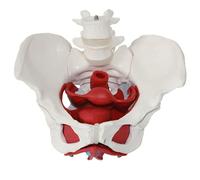 Ryanong Life Size Female Pelvis Model - Skeleton Anatomy Medical Anatomical with Pelvic Floor Muscles Colored