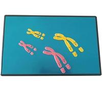 Ryanong Magnetic Chromosome Change Display Model Set, Chromosome Changes Meiosis Model Component Biology Teaching Instrument, Biology Teaching Model.