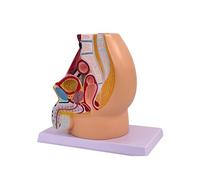 Ryanong Male Pelvis Reproductive Anatomy Model Life Size 5-Parts on Baseboard Muscular Urinary System Medical for Science Education