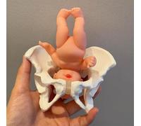 Ryanong Medical Gift, Mini Female Pelvis Childbirth Model with Baby, Childbirth Demonstration Pelvis Model Midwifery Education Tools for Postpartum Recovery.