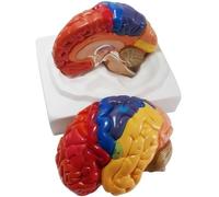 Ryanong Model Brain Life-Size Anatomy Human Models with 2 Removable Parts & Base & Colour Partition & Digitally Labeled for Learning and Understanding The Structure of The