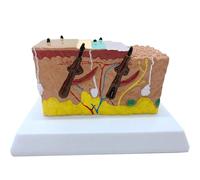 Ryanong Model of The Section of The Skin Anatomical of Human of Anatomy Hair Growth Process of The Follicle for The Demonstration of Science