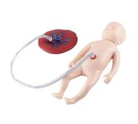 Ryanong Neonatal Umbilical Cord Placenta Teaching Model, Baby Nursing Training Mannequins Manikin with Umbilical Cord and Placenta, for Obstetrics and Gynecology Teaching Tool. ?