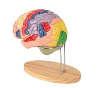 Ryanong Newest Human Brain Model for Neuroscience Teaching with Labels 1.5 Times Life Size Anatomy for Learning Science Classroom Study Display Medical 9 Colors to Identify Functions
