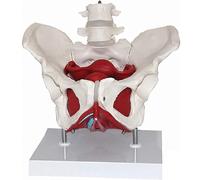 Ryanong Pelvic Floor Model Scientific Anatomy Colored Female Pelvis with 4 Removable Parts Muscles and Reproductive Organs with Life Size