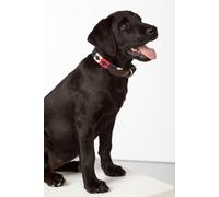 Rydale Polo Belt Dog Collar - - Size: M-L