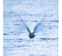 Ryo Fukui - Mellow Dream [VINYL]