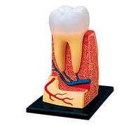 Ryoncng Anatomy Model 4d Human Teeth Structure Standard Body Teaching Dental Tooth Educate