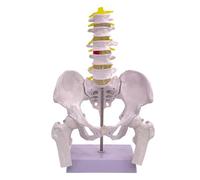 Ryoncng Human Lumbar Spine Anatomy Model 1:1 Life Size Bone with Pelvis Bendable Hip Anatomical Student Study Demonstration Teaching
