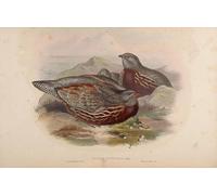 RZHRHJES Abstract Painting Poster Art Print Canvas Print Poster Animal Bird Lerwa Nivicola Lerwa Lerwa by John Gould Landscape Canvas Painting for Office Decor 60x90cm