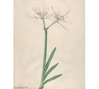 RZHRHJES Abstract Painting Poster Art Print Canvas Print Poster Pancratium by Georg Dionysius Ehret Landscape Canvas Painting for Home Decor 60x90cm