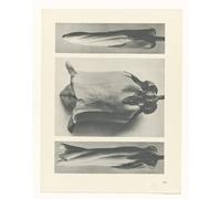 RZHRHJES Famous Painting Poster Art Canvas Print Retro Picture Botanical Picture Painting Canvas Art by Karl Blossfeldt Poster Wall Art for Office Decor 60x90cm