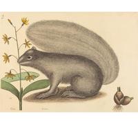 RZHRHJES Famous Painting Poster Art Canvas Print Retro Picture the Grey Animal Squirrel Sciurus Cinereus by Mark Catesby Poster Wall Art for Office Decor 60x90cm