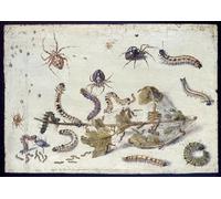 RZHRHJES Famous Painting Poster Art Canvas Print Retro Picture Various Spiders and Caterpillars with a Sprig of Gooseberry by Jan Van Kessel the Elder Poster Wall Art for Home Decor 60x90cm