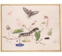 RZHRHJES Retro Picture Portrait Oil Painting Modern Wall Artwork Convolvulus and Metamorphosis of the Convolvulus Hawk Moth by Maria Si Canvas Poster for Home Decor 60x90cm