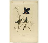 RZHRHJES Retro Picture Portrait Oil Painting Modern Wall Artwork Red winged Starling or Marsh Blackbird Printed by John Jamess Audubon Canvas Poster for Home Decor 60x90cm
