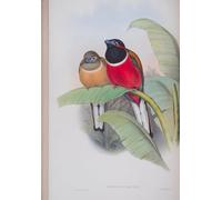 RZHRHJES Vintage Picture Wall Picture Painting Print Poster Animal Bird Harpactes Kasumba Plate From the Birds of Great Britain by John Gould Abstract Wall Art Painting for Office Decor 60x90cm