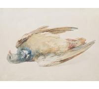 RZHRHJES Vintage Wall Art Picture on Canvas Wall Art Poster Pigeon From the Farnley Book of Birds by Mallord William Turner Canvas Poster for Home Decor 60x90cm