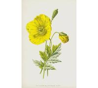 RZHRHJES Vintage Wall Art Picture on Canvas Wall Art Poster the Yellow or Mountain Poppy by Frederick Edward Hulme Canvas Poster for Home Decor 60x90cm