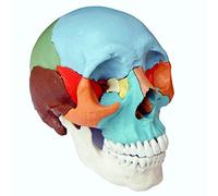 S24.2165 Adult Beauchene/Osteopathic Skull Model, 22-part, Didactic Colored