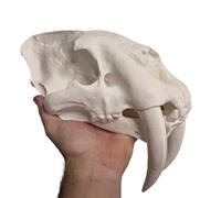Saber Tiger Skull Replica - Saber Tiger Skull Model - Medicine Education, Art Collection, Painting Decor, White 10"