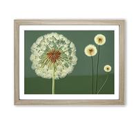 Sacred Dandelion Flowers Framed Print | A3 Oak Framed Wall Art | Ready to Hang | Modern Floral Picture | Living Room Bedroom Lounge Office
