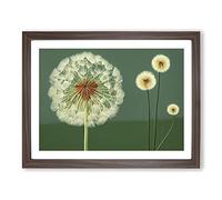 Sacred Dandelion Flowers Framed Wall Art Print A2 Walnut