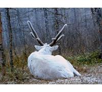 Sacred Deer - Liuba's Story