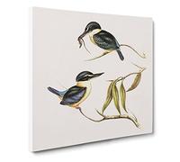 Sacred Halcyon Kingfishers Bird by Elizabeth Gould Canvas Print | Gallery Wrapped 30mm Frame Wall Art | 14x14 inches | Ready to Hang | Retro Animals Picture | Living Room Bedroom Lounge Office