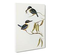 Sacred Halcyon Kingfishers By Elizabeth Gould Canvas Print | Gallery Wrapped 30mm Frame Wall Art | 24x16 inches | Ready to Hang | Retro Animal Picture | Living Room Bedroom Lounge Office