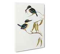 Sacred Halcyon Kingfishers by Elizabeth Gould Canvas Print | Gallery Wrapped 30mm Frame Wall Art | 30x20 inches | Ready to Hang | Modern Animal Picture | Living Room Bedroom Lounge Office