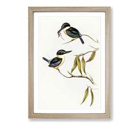 Sacred Halcyon Kingfishers by Elizabeth Gould Framed Print | A2 Oak Framed Wall Art | Ready to Hang | Modern Nature Picture | Living Room Bedroom Lounge Office