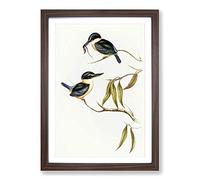 Sacred Halcyon Kingfishers by Elizabeth Gould Framed Print | A2 Walnut Framed Wall Art | Ready to Hang | Modern Nature Picture | Living Room Bedroom Lounge Office