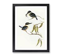 Sacred Halcyon Kingfishers By Elizabeth Gould Vintage Framed Print | A2 Black Framed Wall Art | Ready to Hang | Classic Nature Picture | Living Room Bedroom Lounge Office