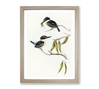 Sacred Halcyon Kingfishers By Elizabeth Gould Vintage Framed Print | A2 Oak Framed Wall Art | Ready to Hang | Classic Nature Picture | Living Room Bedroom Lounge Office