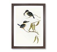 Sacred Halcyon Kingfishers By Elizabeth Gould Vintage Framed Print | A2 Walnut Framed Wall Art | Ready to Hang | Classic Nature Picture | Living Room Bedroom Lounge Office