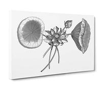Sacred Lotus Flowers Canvas Print | Gallery Wrapped 30mm Frame Wall Art | 30x20 inches | Ready to Hang | Modern Floral Picture | Living Room Bedroom Lounge Office