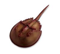 Safari 261429 Horseshoe Crab Animal Figure
