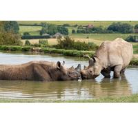 Safari Experience and Entry to Port Lympne Reserve with Digital Adoption for two
