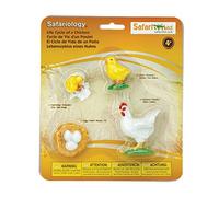 Safari Life Cycle Of A Chicken