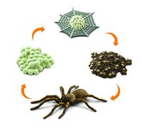 Safari 100406 Life cycle of a Spider Figurine Multi color