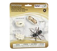 Safari Life Cycle Of An Ant,White