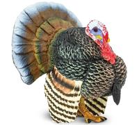 Safari S242929 Turkey