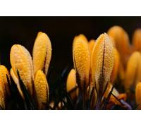 Saffron buds-500-Piece Puzzle for Adults - DIY Puzzle Pieces, Great Puzzle Game for Adults 14 years+