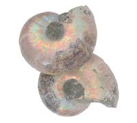 SAFIGLE 2pcs Educational Ammonite Model Ornament Natural Specimens for Adults and Students Scientific Learning Display Decorative Collectible