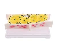 SAFIGLE Plant Cell Model with Onion Epidermal Cells Structure, Educational Biology Teaching Tool for Classroom Study, Microscopy Plant Anatomy Lab Model for School Science